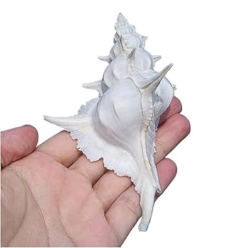 Amazon.co.jp: 海浜貝殻の大粒ナチュラル、 大きな天然の珍しい